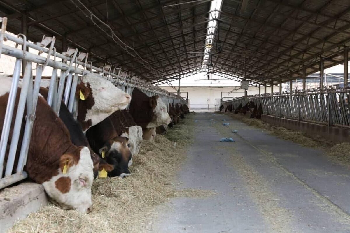 مشروع انتاج حيوانى